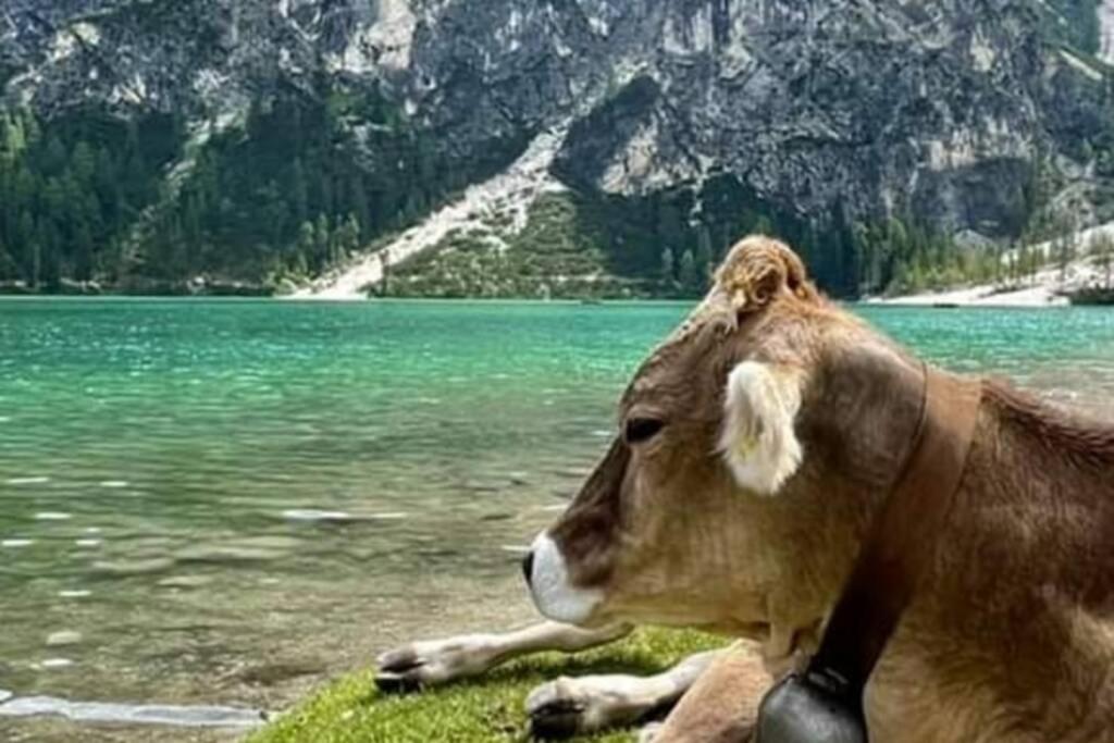 Relax Al Lago Di Braies براييز  المظهر الخارجي الصورة